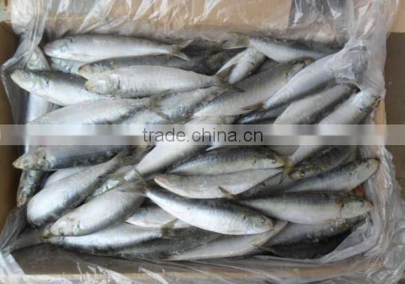 frozen Sardine HGT with competitive price China origin