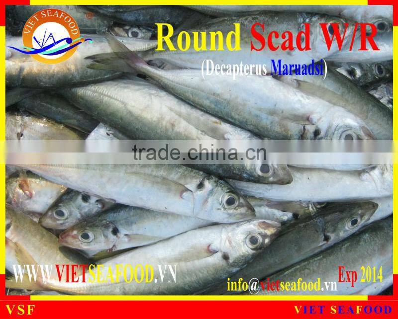 FROZEN ROUND SCAD WHOLE ROUND