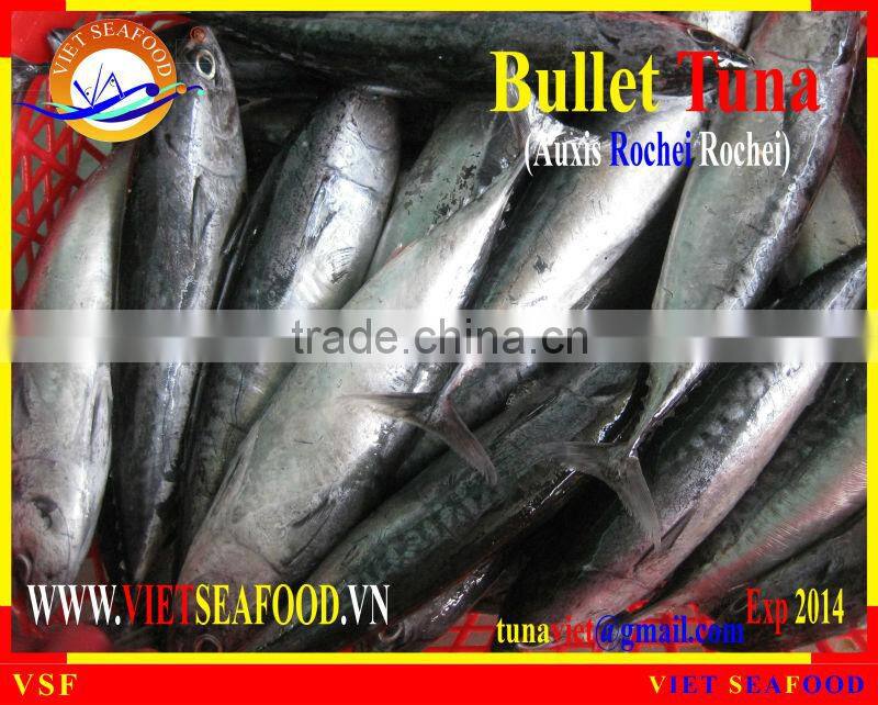 W/R FROZEN BULLET TUNA