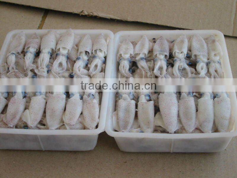 frozen whole baby squid