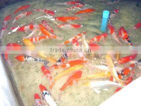 Koi Fish Farm from Thailand