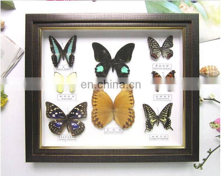 butterfly collection frame for home decoration use