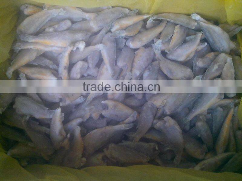 Zhoushan farming headless frozen small croaker