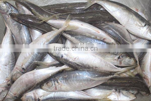 20cm+ Frozen Horse Mackerel (Trachurus trachurus), A Quality