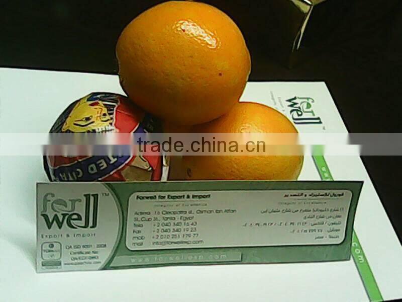 VALENCIA FRESH ORANGE FROM EGYPT