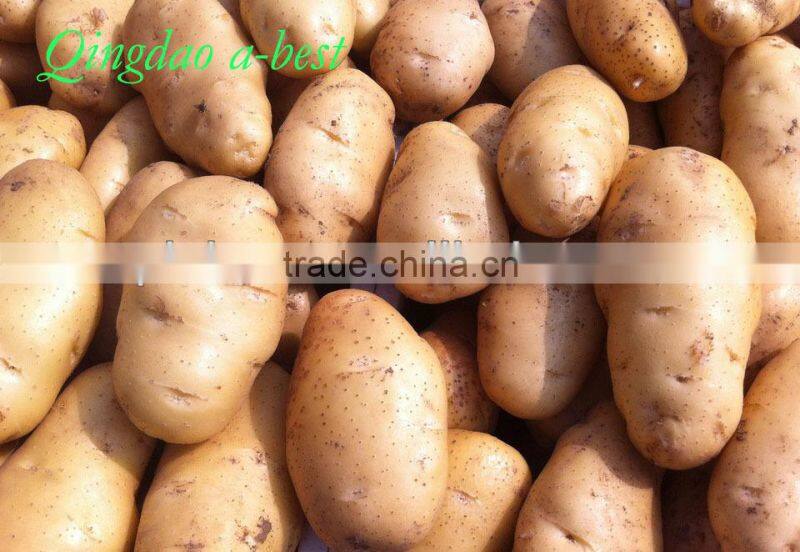Fresh Holland potato