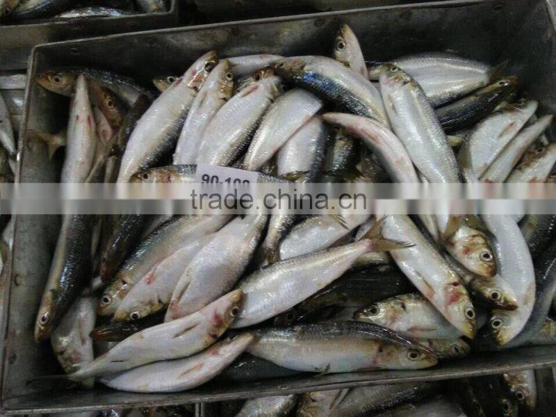 Frozen Sardine For Bait