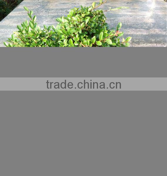 Ulmus ( Chinese Elm) bonsai tree