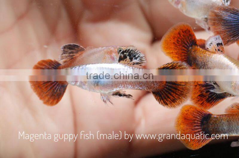 Magenta guppy for Freshwater Aquarium fish export company from Thailand