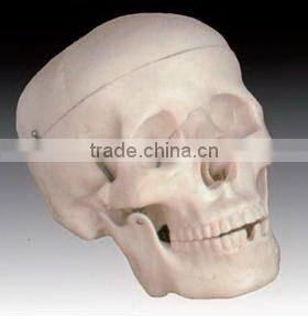 Enlarged model of teeth