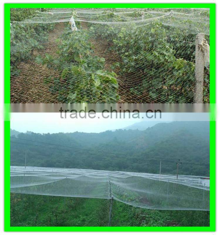 plastic vineyard cover bird wire mesh/fly wire netting