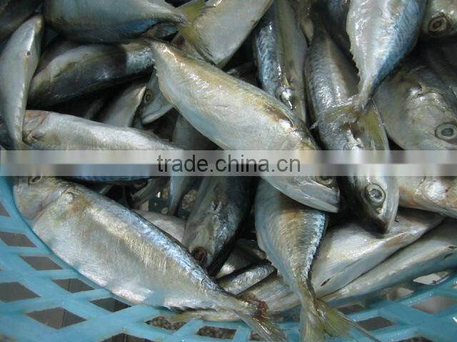 Indian mackerel