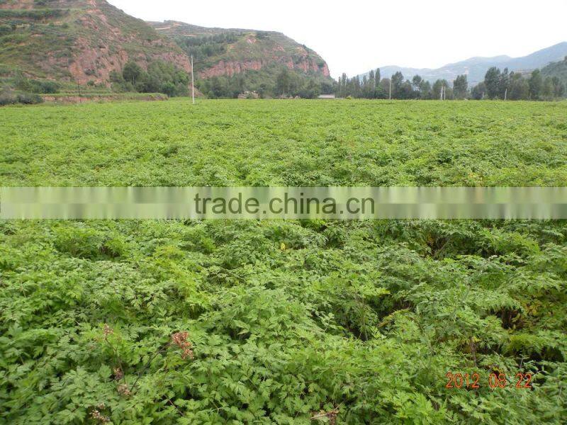 astragalus membranaceus