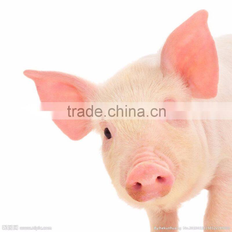 CE & FDA approved palm Veterinary Ultrasound Scanner on sale