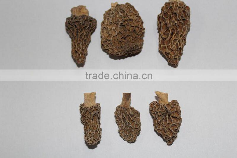 100% Natural Organic Tricholoma Matsutake,fungus of larch,Songi beoseot