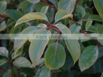 High Quality Natural Borneol