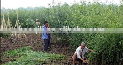 Wicker peeling machine | Osier peeler machine | Fresh willow peeler