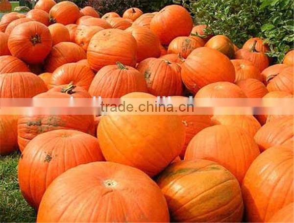 continuous screw taro washing peeling machine 0086-15037185761