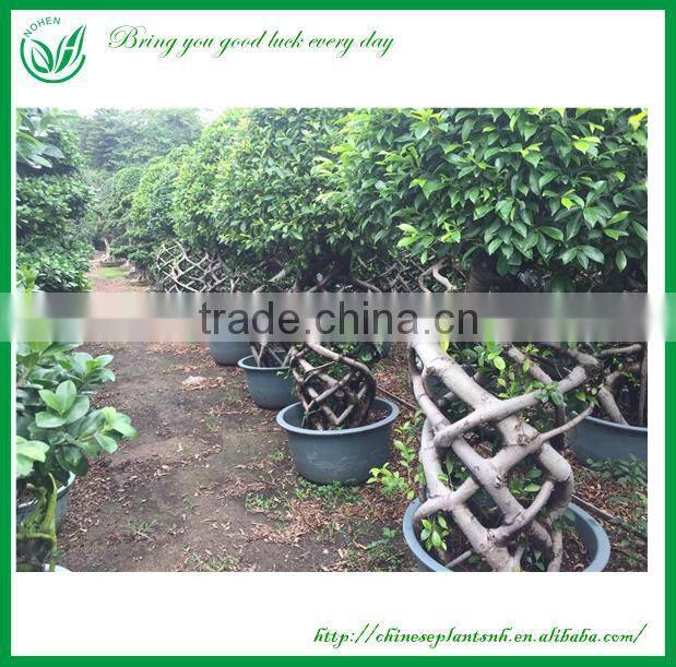 Two layers Cage Shaped Bonsai Ficus Tree