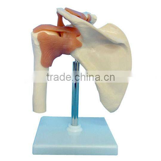 Anatomical Shoulder Model