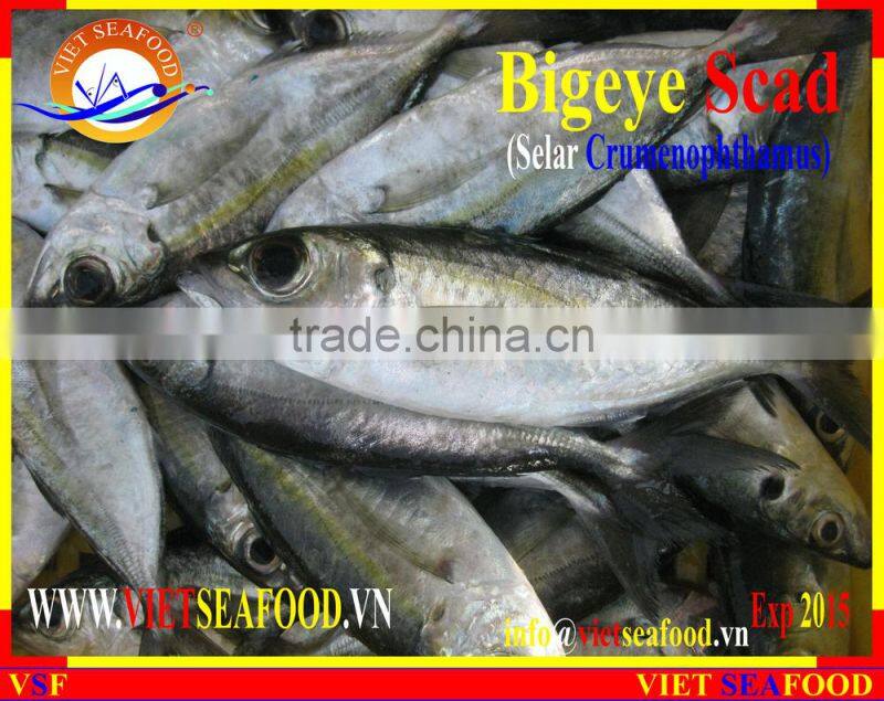 FROZEN BIGEYE SCAD WHOLE ROUND
