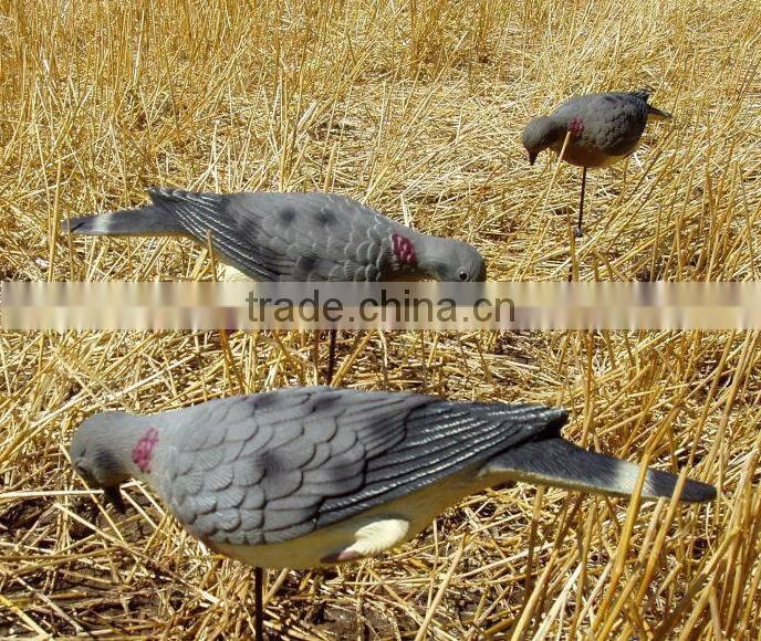 Feeding Mourning Dove dedoys with stake