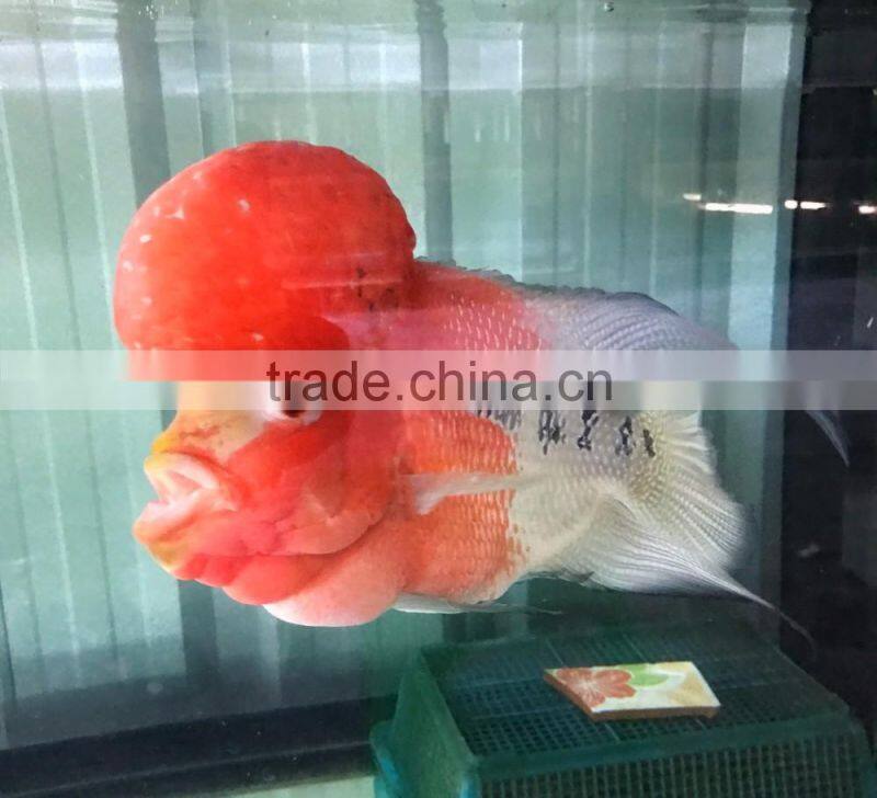 Big head flowerhorn cichlid bleeding in Thailand