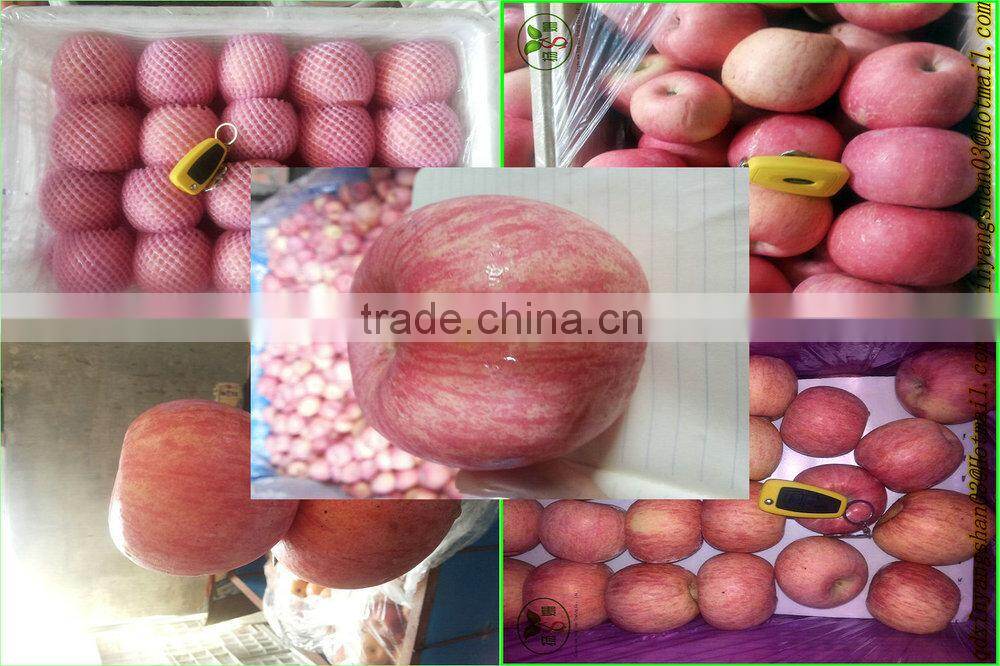 Wholesale price apple fruit from China/Fresh Apples