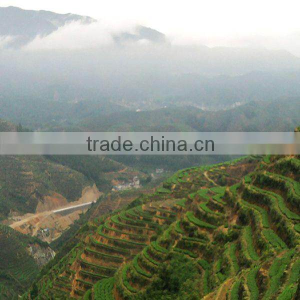 Dahongpao/big rad robe a prestigious Wuyi oolong tea