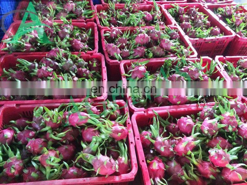 Fresh Dragon Fruit From Viet Nam With High Quality