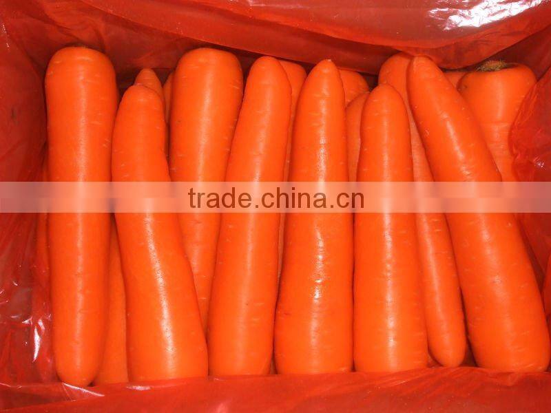 Fresh carrot hot sale