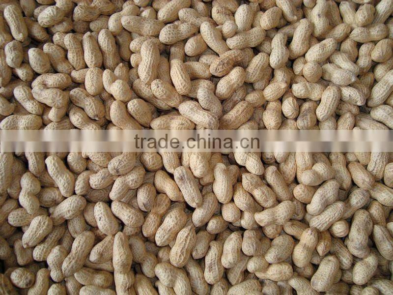 shandong raw peanuts in shell