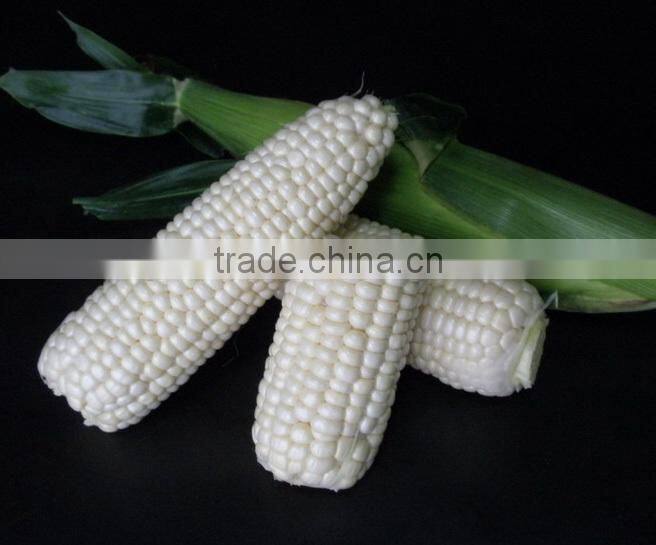 CO05 Meinuo no.2 f1 hybrid waxy and sweet white corn seeds sales