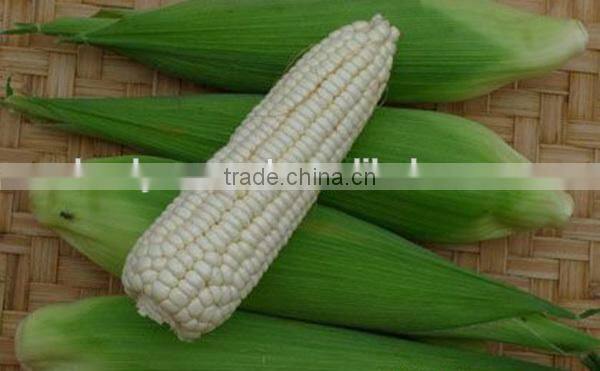 MCO05 Nuo high production sweet corn seeds hybrid, waxy corn seeds