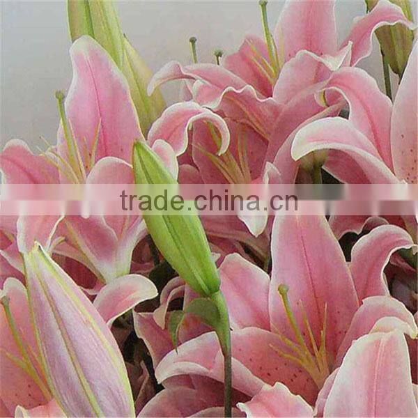 wholesale fresh lily flower buy from Kunming flower planting base