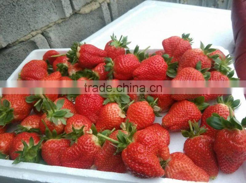 Macroelement Liquid Fertilizer With Citric Acid 150-150-200