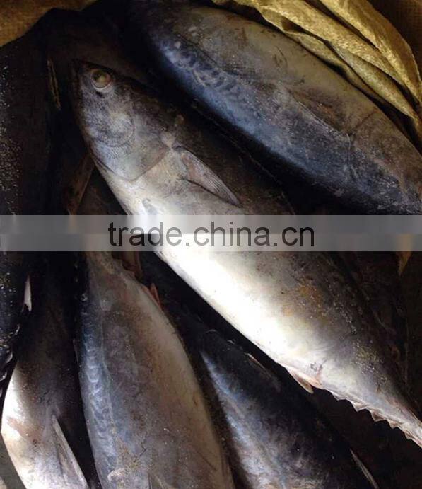 Frozen Tuna Bonito/Frozen Fish