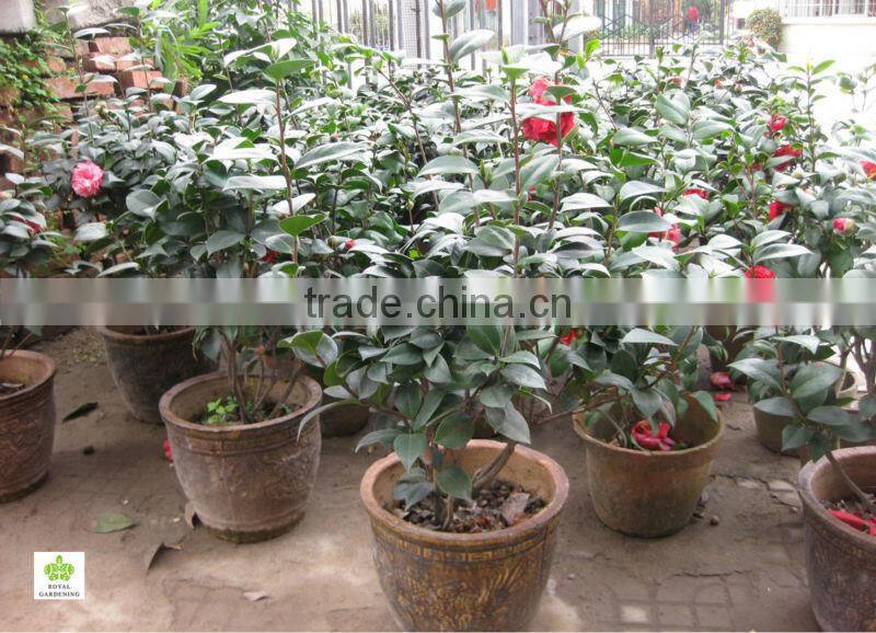 Camellia japonica Tree Plant