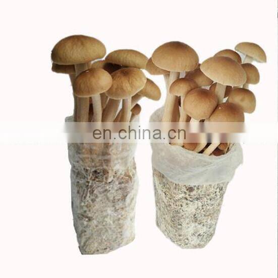 Mushroom bag filling machine/ fungus growing bag packing machine/sawdust bagging machine