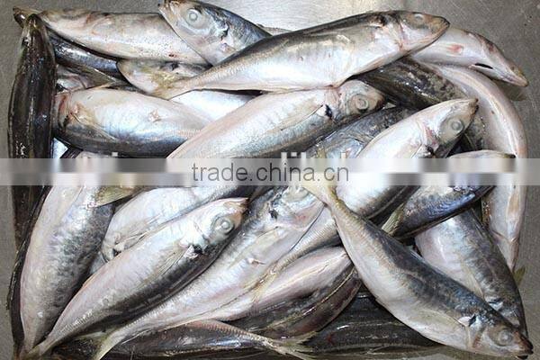 20cm+ Frozen Horse Mackerel (Trachurus trachurus), A Quality
