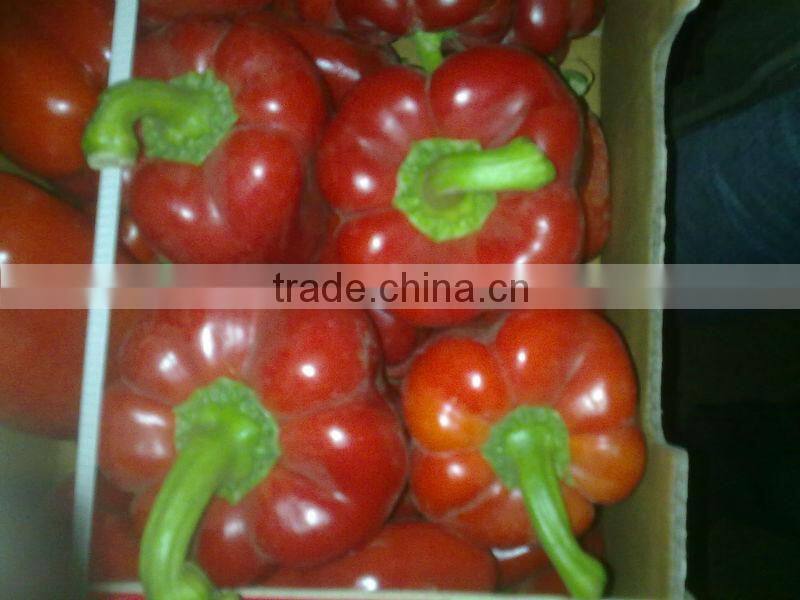FRESH CAPSICUM ( RED - YELLOW - GREEN )
