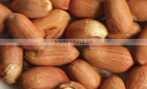 Good as parsley, and rosemary, baked food with five spices