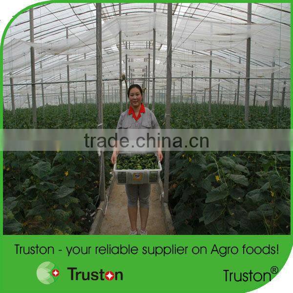 Canned pickled Gherkins