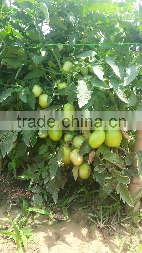 Red Jumbo F1 Hybrid Tomato Seeds