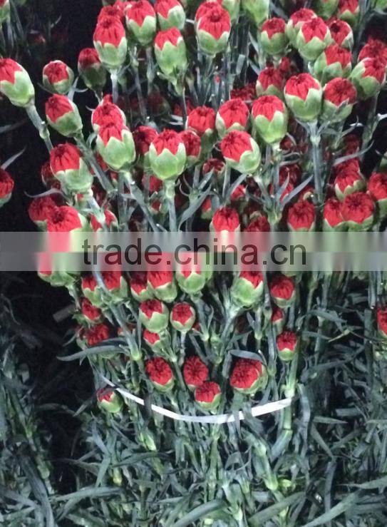 Cheap price carnation plants fresh carnation for gift