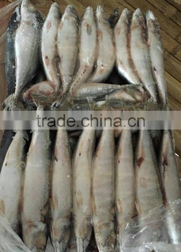 New Arrival Seafood Frozen Fish Pacific Mackerel Prices