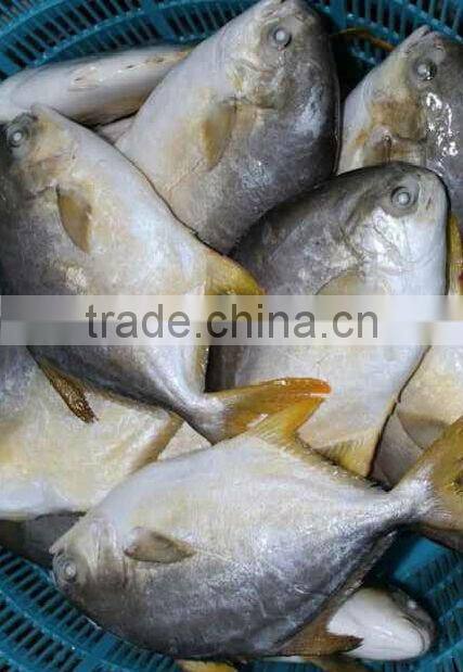 agent wanted in malaysia Gold pomfret