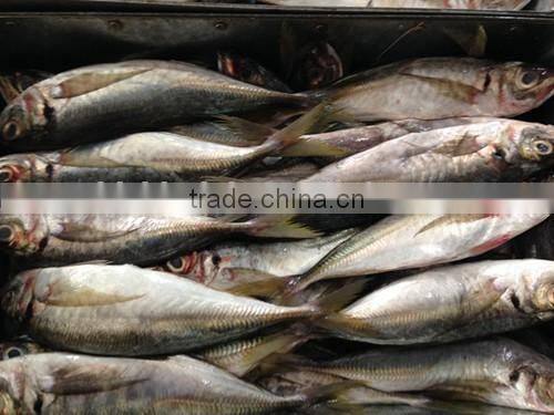 Frozen big eye horse mackerel 25cm+