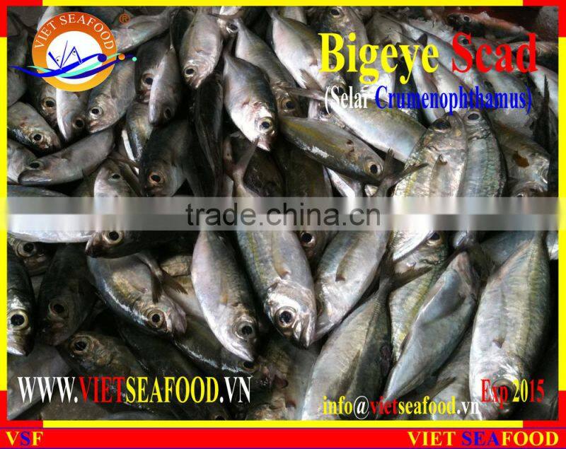 FROZEN BIGEYE SCAD WHOLE ROUND