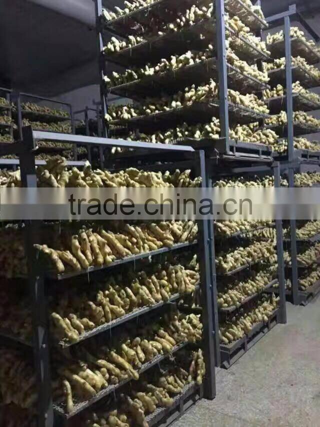 wholesale high quality Chinese fresh ginger